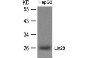 Western blot analysis of extracts from HepG2 cells using Lin28. (LIN28A Antikörper  (N-Term))