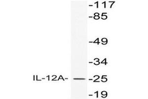 Western blot (WB) analysis of IL-12A antibody in extracts from HeLa cells. (IL12A Antikörper)