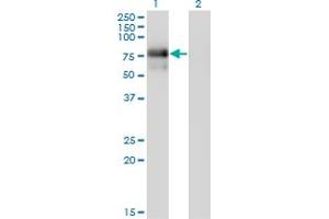 Western Blot analysis of NR4A2 expression in transfected 293T cell line by NR4A2 monoclonal antibody (M01), clone 2B11. (NR4A2 Antikörper  (AA 71-170))