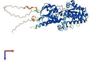 SMOX Protein (AA 1-555) (His tag)