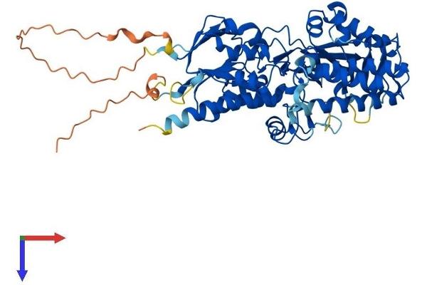 SMOX Protein (AA 1-555) (His tag)