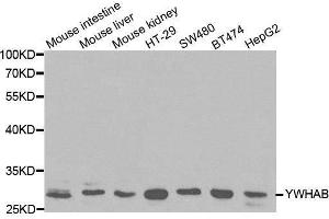 Western blot analysis of extracts of various cell lines, using YWHAB antibody. (YWHAB Antikörper  (AA 1-246))