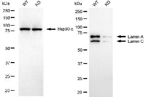 Western blotting analysis using Lamin A/C antibody (ABIN7799227).