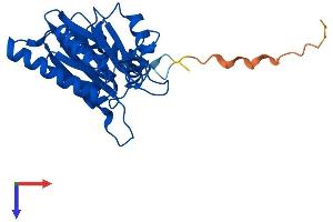 PSMA1 Protein (AA 1-263) (His tag)