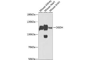 Western blot analysis of extracts of various cell lines, using OGDH Antibody (ABIN6131413, ABIN6145002, ABIN6145004 and ABIN6216119) at 1:1000 dilution. (alpha KGDHC Antikörper  (AA 148-427))
