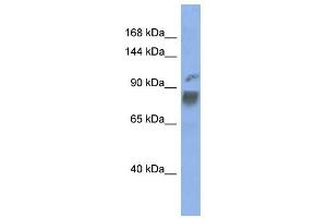 HNRPUL1 antibody used at 1 ug/ml to detect target protein. (HNRNPUL1 Antikörper  (Middle Region))