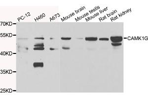 Western blot analysis of extracts of various cell lines, using CAMK1G antibody (ABIN4903115) at 1:1000 dilution. (CAMK1G Antikörper)