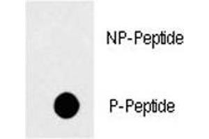 Dot Blot (DB) image for anti-TNF Receptor Superfamily, Member 6 (FAS) (pTyr291) antibody (ABIN3030905)