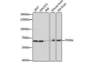 Western blot analysis of extracts of various cell lines, using PTPRN antibody. (PTPRN Antikörper  (AA 600-889))