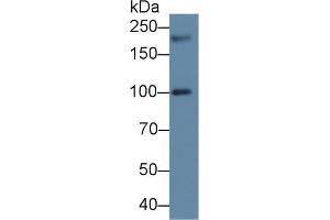 Western blot analysis of Human 293T cell lysate, using Human PEX1 Antibody (2 µg/ml) and HRP-conjugated Goat Anti-Rabbit antibody ( (PEX1 Antikörper  (AA 62-219))