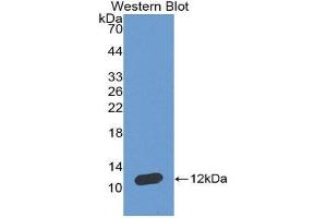 Western Blotting (WB) image for anti-Natriuretic Peptide A (NPPA) (AA 25-122) antibody (ABIN1858011) (NPPA Antikörper  (AA 25-122))