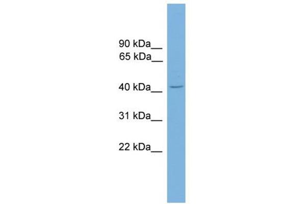 ZNF367 Antikörper  (C-Term)