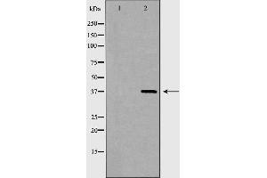 Western blot analysis of extracts of HEK293T, using XRCC4 antibody. (XRCC4 Antikörper  (Internal Region))