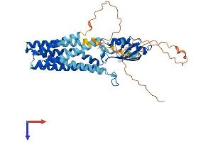 Slc30a3 Protein (AA 1-388) (His tag)