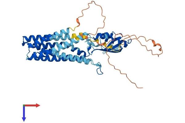 Slc30a3 Protein (AA 1-388) (His tag)