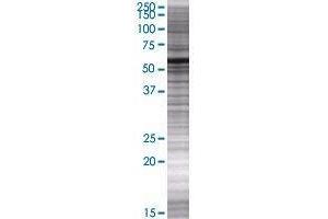 KHDRBS2 transfected lysate. (KHDRBS2 293T Cell Transient Overexpression Lysate(Denatured))