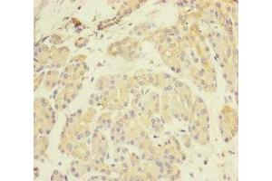 Immunohistochemistry of paraffin-embedded human pancreatic tissue using ABIN7162443 at dilution of 1:100 (P2RX3 Antikörper  (AA 44-317))
