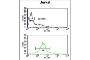 TF Antibody (C-term) (ABIN651633 and ABIN2840338) flow cytometric analysis of Jurkat cells (bottom histogram) compared to a negative control cell (top histogram).