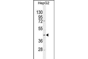 TMLHE Antibody (N-term) (ABIN654701 and ABIN2844393) western blot analysis in HepG2 cell line lysates (35 μg/lane). (TMLHE Antikörper  (N-Term))
