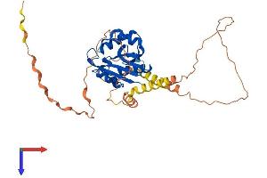 NAA30 Protein (AA 1-364) (His tag)