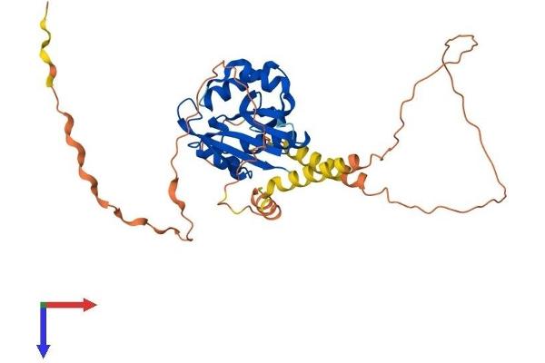NAA30 Protein (AA 1-364) (His tag)