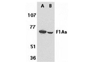 Western Blotting (WB) image for anti-Fem-1 Homolog B (FEM1B) (C-Term) antibody (ABIN1030384) (FEM1B Antikörper  (C-Term))