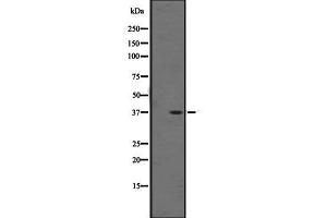 Western blot analysis of OR1F1 expression in K562 cell line lysate ,The lane on the left is treated with the antigen-specific peptide. (OR1F1 Antikörper  (C-Term))