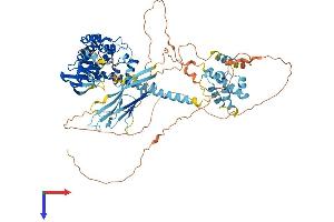 ZAK Protein (AA 1-802) (His tag)