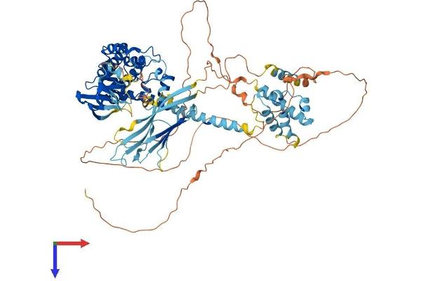 ZAK Protein (AA 1-802) (His tag)