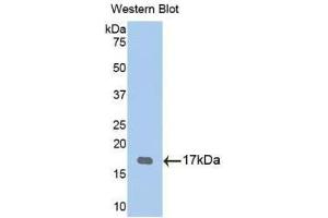 Western blot analysis of the recombinant protein. (TPSG1 Antikörper  (AA 99-244))