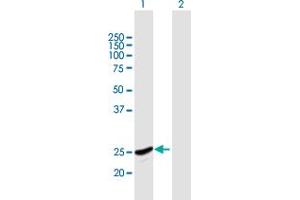 Western Blot analysis of GINS2 expression in transfected 293T cell line by GINS2 MaxPab polyclonal antibody. (GINS2 Antikörper  (AA 1-185))