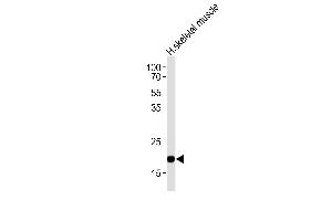 Western blot analysis of lysate from human skeletal muscle tissue lysate, using COX6A2 Antibody (Center) (ABIN653569 and ABIN2842945). (COX6A2 Antikörper  (AA 37-66))