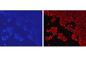 Immunofluorescence analysis of 293T cells using MonoMethyl-Histone H3-K79 Polyclonal Antibody (Histone 3 Antikörper  (meLys79))