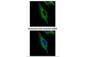 ICC/IF Image Confocal immunofluorescence analysis (Olympus FV10i) of paraformaldehyde-fixed HeLa, using TRIM23, antibody (Green) at 1:500 dilution.