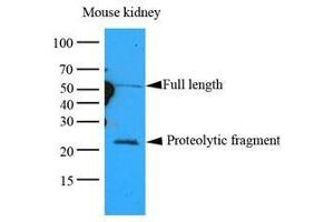 Cell lysates of Mouse kidney lysates (35 ug) were resolved by SDS-PAGE, transferred to nitrocellulose membrane and probed with anti-human GPC4 (1:1000). (GPC4 Antikörper  (AA 401-529))