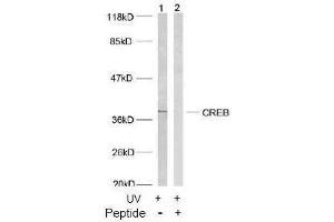 Image no. 2 for anti-cAMP Responsive Element Binding Protein 1 (CREB1) (Ser133) antibody (ABIN197188) (CREB1 Antikörper  (Ser133))