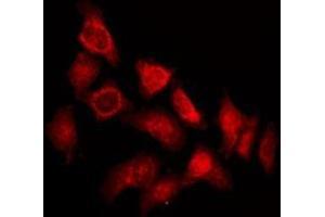 ABIN6275627 staining 293T by IF/ICC. (TSSK4 Antikörper  (Internal Region))