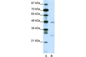Western Blotting (WB) image for anti-MAX Dimerization Protein 4 (MXD4) antibody (ABIN2460570) (MXD4 Antikörper)