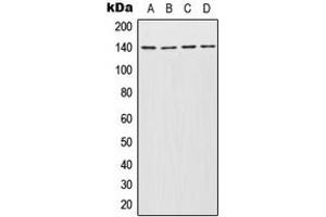 Western blot analysis of INCENP expression in Jurkat (A), Molt4 (B), SP2/0 (C), PC12 (D) whole cell lysates.