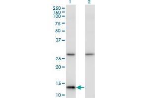 Western Blot analysis of HINT1 expression in transfected 293T cell line by HINT1 monoclonal antibody (M05), clone 2D7.