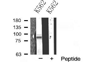 Western blot analysis of ADAM10 expression in K562 cells (ADAM10 Antikörper  (Internal Region))
