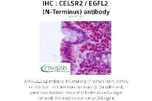 Image no. 1 for anti-Cadherin EGF LAG Seven Pass G-Type Receptor 2 (CELSR2) (Extracellular Domain), (N-Term) antibody (ABIN1732970) (CELSR2 Antikörper  (Extracellular Domain, N-Term))