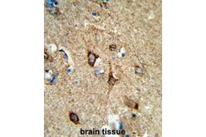 Formalin-fixed and paraffin-embedded human brain tissue reacted with COX5A Antibody (Center), which was peroxidase-conjugated to the secondary antibody, followed by DAB staining. (COX5A Antikörper  (Middle Region))