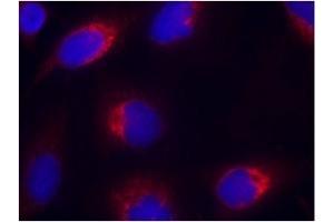 Image no. 1 for anti-Ephrin B2 (EFNB2) (AA 328-332) antibody (ABIN197418) (Ephrin B2 Antikörper  (AA 328-332))