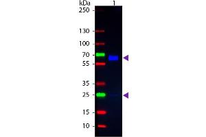 Western blot of Fluorescein conjugated Goat Anti-Rat IgA (Alpha chain) secondary antibody. (Ziege anti-Ratte IgA (Heavy Chain) Antikörper (FITC) - Preadsorbed)