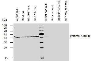 Western blotting analysis of human gamma-tubulin using mouse monoclonal antibody TU-32 on lysates of various cell lines under reducing and non-reducing conditions.