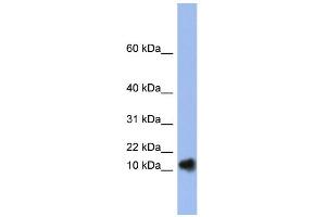 WB Suggested Anti-RNASE1 Antibody Titration:  0.