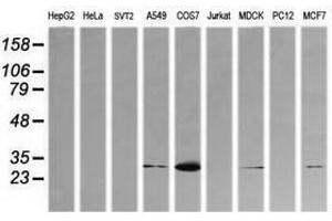 Image no. 3 for anti-Kallikrein 8 (KLK8) antibody (ABIN1498963) (Kallikrein 8 Antikörper)