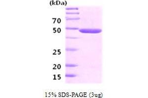 SDS-PAGE (SDS) image for Enolase 2 (Gamma, Neuronal) (ENO2) (AA 1-434) protein (ABIN666709)
