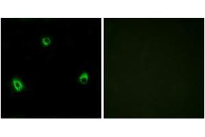 Immunofluorescence analysis of MCF7 cells, using OR10A4 Antibody. (OR10A4 Antikörper  (AA 261-310))